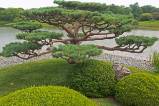 Drzewka bonsai z roślin ogrodowych. Bonsai outdoor