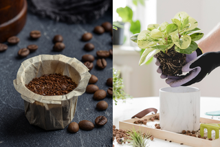 Chcesz, by twoja roślina była zdrowa i szybciej rosła? Wyłóż doniczkę... filtrem do kawy