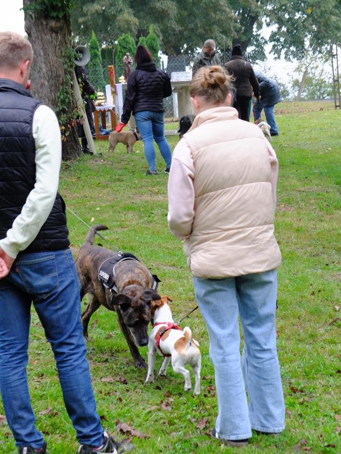 Z psem na mszę, czyli wyjątkowe nabożeństwo w Puławach. "To są nasi mniejsi bracia"