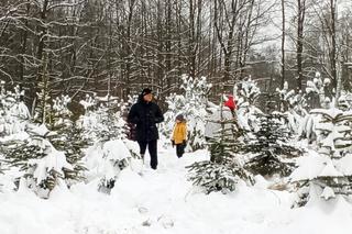 Choinkobranie w Grodźcu. Choinki z lasu od leśniczego