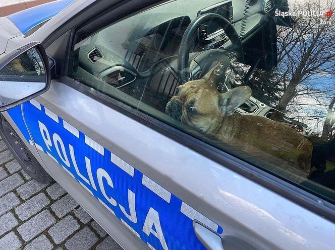 O buldog jeździł...radiowozem. Wcześniej pies błąkał się przy autostradzie A1 