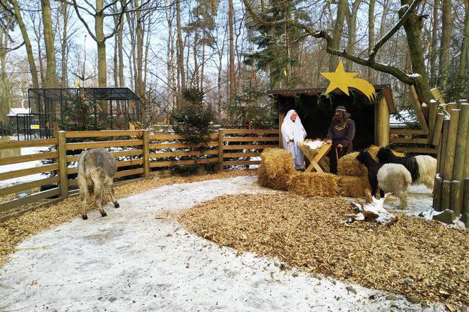Żywa szopka po raz drugi zawitała do krakowskiego ZOO