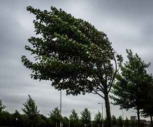 Silny wiatr nad Lesznem. Czy czeka nas powtórka z pogodowej apokalipsy?