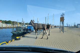 Łosie spacerowały po bulwarze w Ustce. Interweniowali strażnicy miejscy [GALERIA]