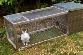 Klatki dla królików w ogrodzie. Hodujemy króliki w ogrodzie