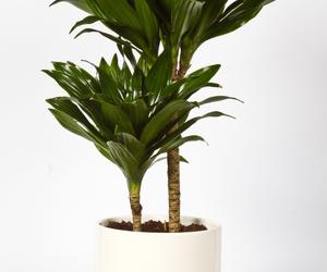 Dracena deremeńska