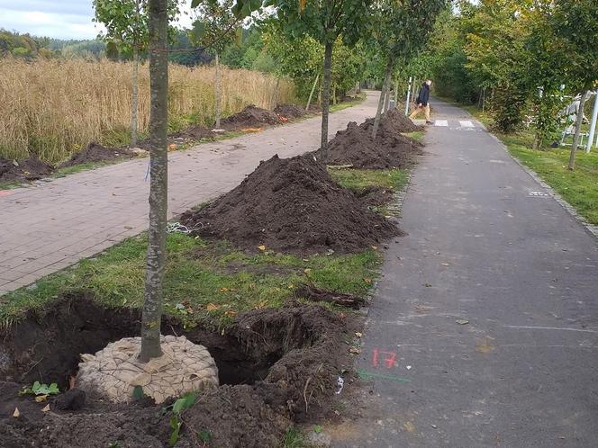 Nowe drzewa nad jeziorem Długim. Dlaczego stare zostały usunięte? [FOTO]