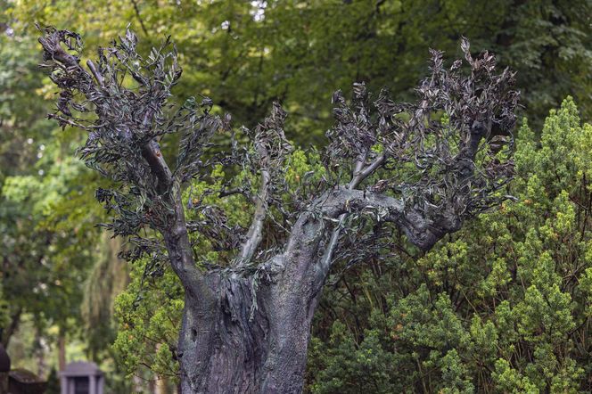 Grób Jana Kulczyka 10 lat od jego śmierci 