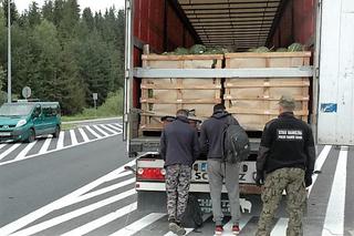 Chyżne: Straż Graniczna zatrzymała dwóch nielegalnych imigrantów z Afganistanu. Wjechali do Polski w ciężarówce wypełnionej arbuzami
