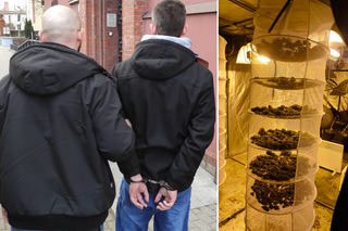 Plantacja konopi indyjskich w Bydgoszczy. Policja przejęła 5 kg marihuany [GALERIA]