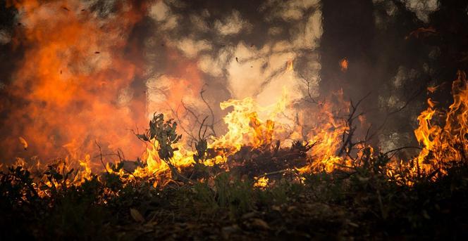 Gdzie jest pożar w okolicy Kielc? PLAGA podpaleń traw, ściółka sucha jak PAPIER TOALETOWY!