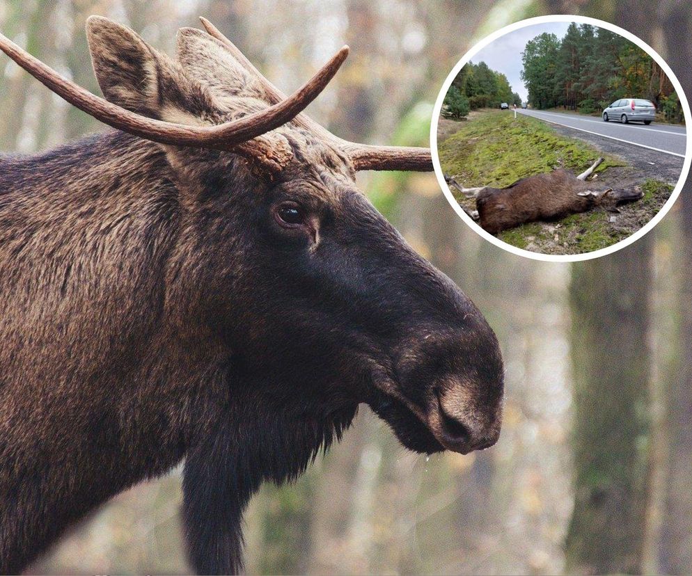 Łosie w Kampinoskim Parku Narodowym padają na tej drodze