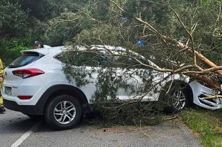 Drzewo spadło na auto na Helu