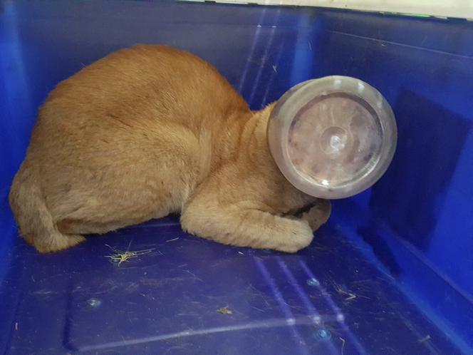 kot łasuch z głową w słoiku