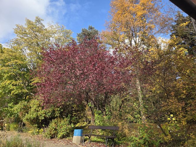 Jesień w Ogrodzie Botanicznym UKW. To ostatnia szansa na spacer wśród złotych liści!