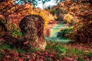 Mali mieszkańcy naszych ogrodów szykują się do zimy. Tak możemy im pomóc! Czego lepiej unikać, by im nie zaszkodzić?