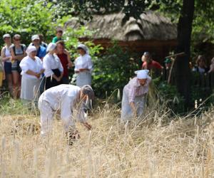 Tak wyglądało kiedyś żniwowanie na polskiej wsi