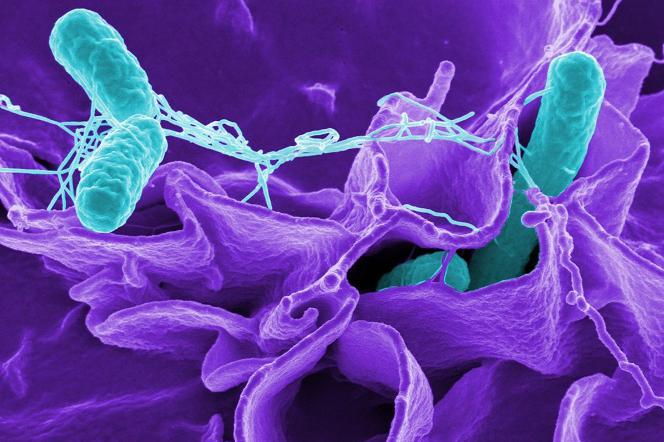 Salmonella w czekoladzie - sprawdźcie, czy nie macie jej w domu