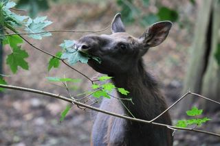 ZOO Gdańsk prosi o pomoc: zbieraj żołędzie i orzechy! Sprawdź, jak wspomóc zwierzęta