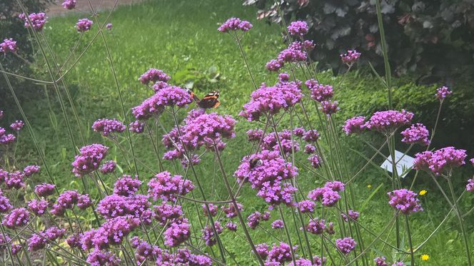 Letni spacer w zielonym sercu Bydgoszczy. Ogród Botaniczny UKW zaprasza!