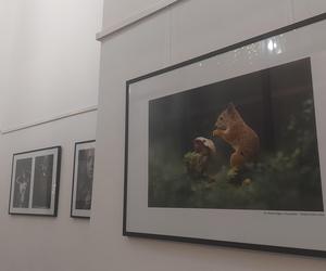 Zdjęcie Roku 2023 . Najlepsze fotografie  wybrane. 