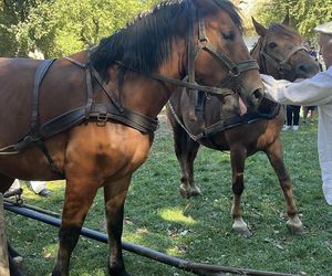Tradycyjne wykopki w Muzeum Wsi Lubelskiej. Tak kiedyś zbierano ziemniaki