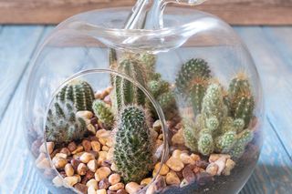 Kaktusy w szkle