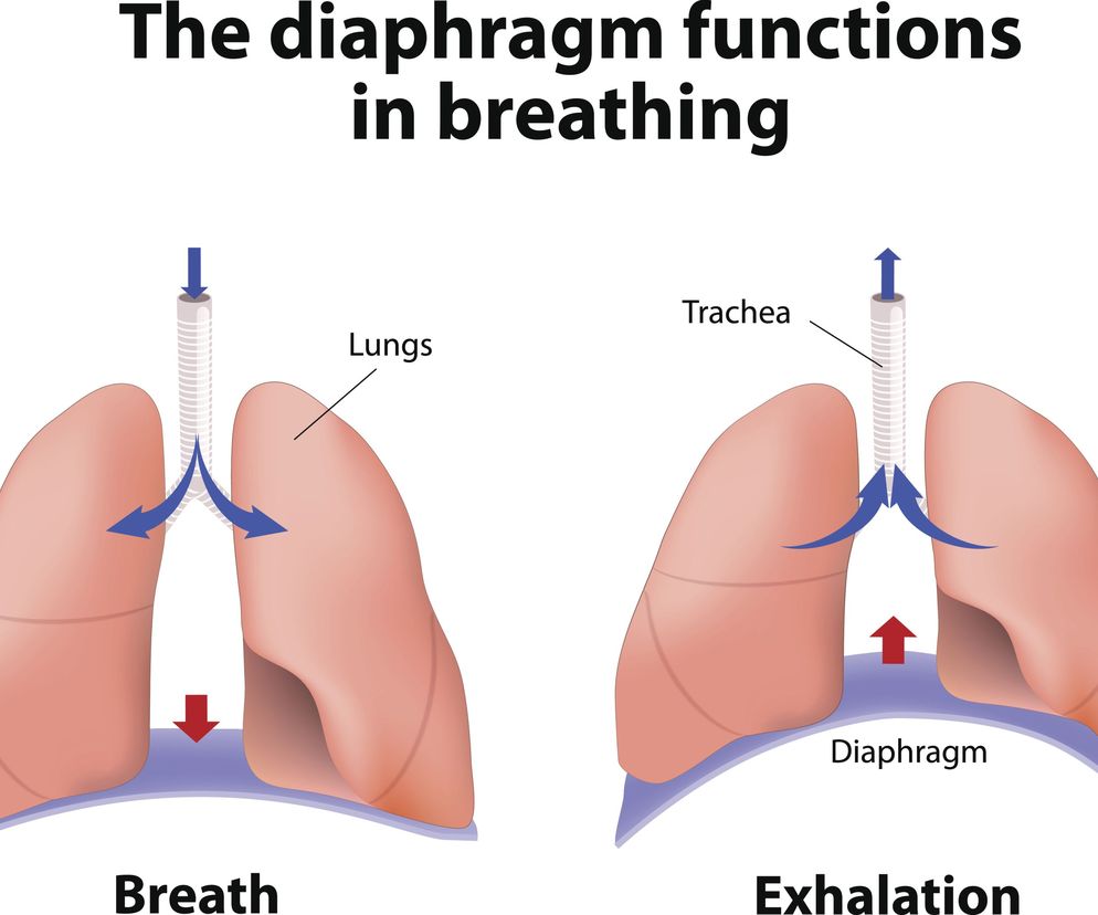 Przepona jest mięśniem poprzecznie prążkowanym w kształcie litery C, który znajduje się pomiędzy klatką piersiową a jamą brzuszną i oddziela ona od siebie te dwie przestrzenie.