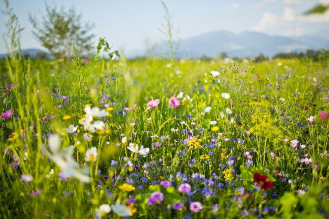 Jak stworzyć łąkę kwietną? - najczęstsze pytania dotyczące zakładania i pielęgnacji łąki kwietnej