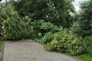 Burzowe skutki w okolicy Grudziądza