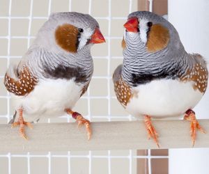 Zeberka – ptak egzotyczny w domu. Jak hodować zeberki, co jedzą, ile żyją?