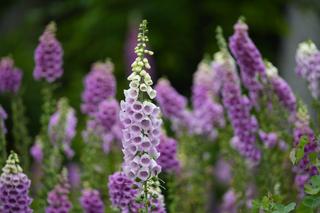 Są piękne, ale bardzo niebezpieczna dla człowieka. Te trujące kwiaty spotkasz w górach