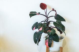 Rośliny kolekcjonerskie doniczkowe