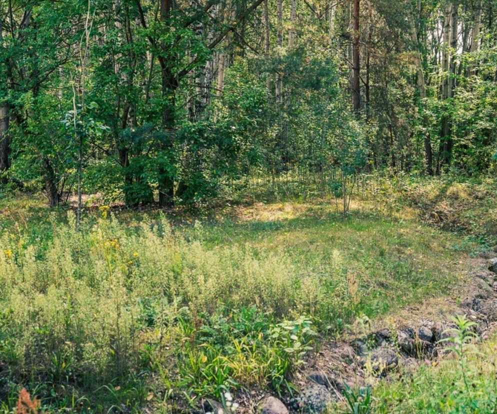 Zapomniane miejsce ożyje! Białystok buduje Park Bioróżnorodności za miliony