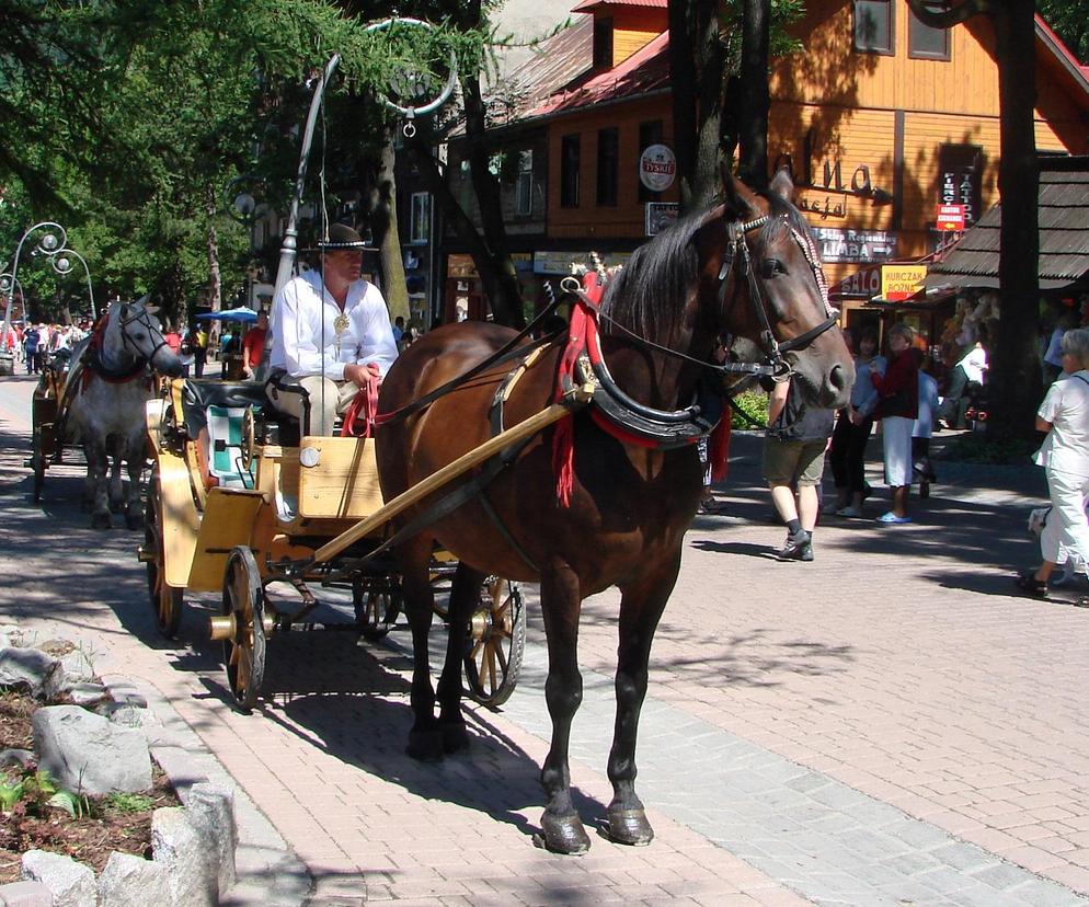 Testy hybrydowych wozów konnych w Tatrach nie przebiegły pomyślnie