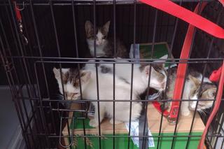 Kraków. Pudło z nietypową zawartością podrzucone do okna życia. Tego jeszcze nie było