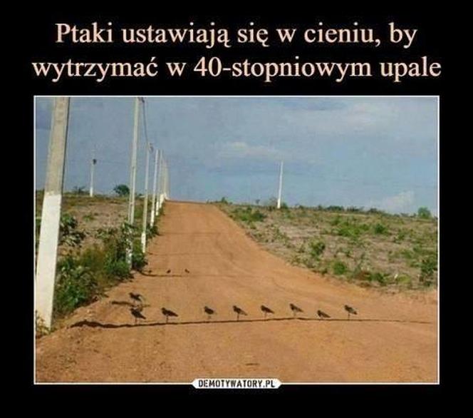 Do Polski dotarła fala gorąca. Te memy na temat upalnych dni rozbawią wszystkich do łez!