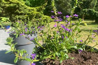 Mrówki w donicy ze scewolą