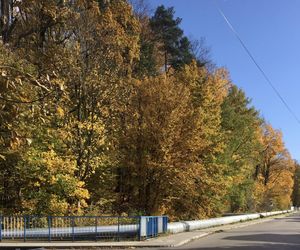 Rezerwat Grapa w Żywcu