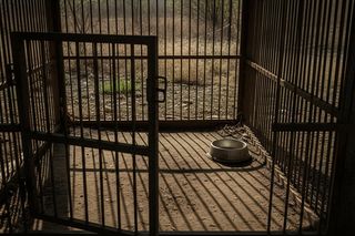 Lwy i tygrys na posesji. Jakie zarzuty usłyszał właściciel?