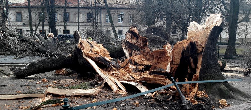 Ogromne drzewo powalone na Plantach [ZDJĘCIA]