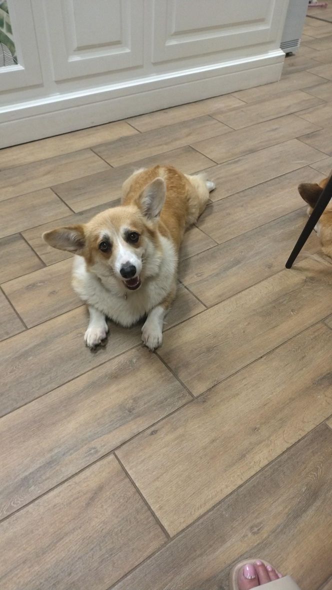 Pierwsza w Polsce kawiarnia z psami Corgi