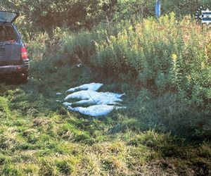 Nielegalne polowanie. Myśliwi odstrzelili chronione łabędzie. Tak się tłumaczą