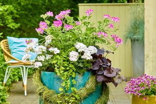 Kompozycje z pelargoniami