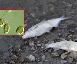 Złote algi w Odrze. To one spowodowały katastrofę? Ryby mają uszkodzone skrzela i duszą się 