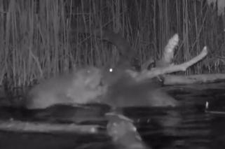 Ostra awantura między bobrami! Wszystko się nagrało. Prawie jak na gali Oscarów