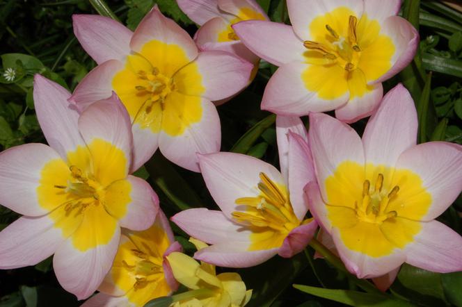 Galeria: Tulipan Bakera 'Lilac Wonder' = Tulipan skalny 'Lilac Wonder'