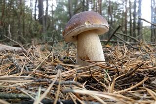 Grzyby w maju. Jakie jadalne gatunki grzybów można teraz zbierać?