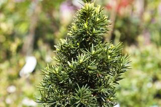 Cis pospolity 'David' - Taxus baccata 'David'