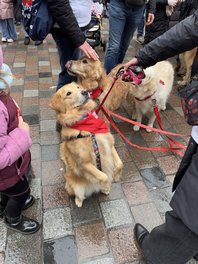 Golden Retriever WOŚP w Poznaniu